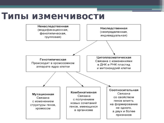 Типы изменчивости 