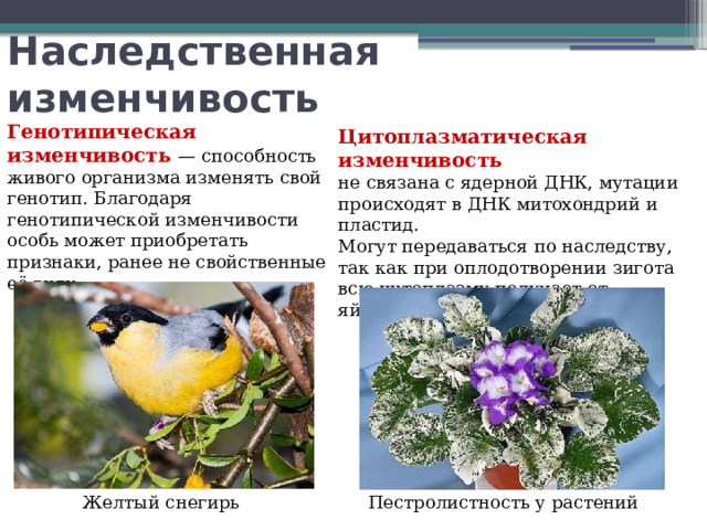 Наследственная изменчивость Генотипическая изменчивость — способность живого организма изменять свой генотип. Благодаря генотипической изменчивости особь может приобретать признаки, ранее не свойственные её виду. Цитоплазматическая изменчивость не связана с ядерной ДНК, мутации происходят в ДНК митохондрий и пластид. Могут передаваться по наследству, так как при оплодотворении зигота всю цитоплазму получает от яйцеклетки.  Желтый снегирь Пестролистность у растений 
