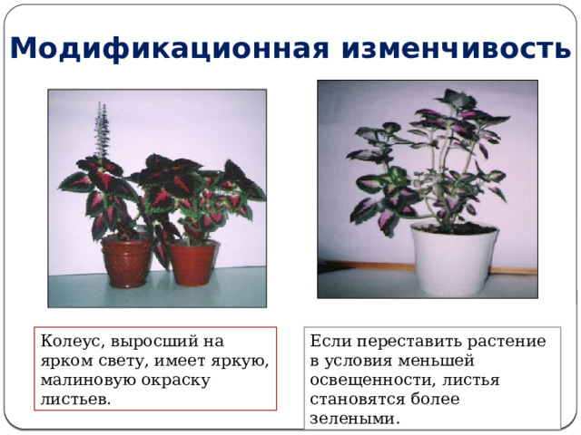 Модификационная изменчивость Колеус, выросший на ярком свету, имеет яркую, малиновую окраску листьев . Если переставить растение в условия меньшей освещенности, листья становятся более зелеными. 