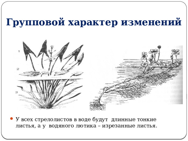 Групповой характер изменений У всех стрелолистов в воде будут длинные тонкие листья, а у водяного лютика – изрезанные листья. 