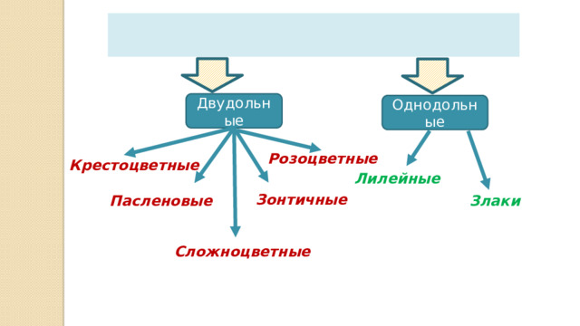 Покрытосеменные Двудольные Однодольные Розоцветные Крестоцветные Лилейные Зонтичные Пасленовые Злаки Сложноцветные 