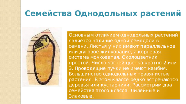 Семейства Однодольных растений Основным отличием однодольных растений является наличие одной семядоли в семени. Листья у них имеют параллельное или дуговое жилкование, а корневая система мочковатая. Околоцветник простой. Число частей цветка кратно 2 или 3. Проводящие пучки не имеют камбия. Большинство однодольных травянистые растения. В этом классе редко встречаются деревья или кустарники. Рассмотрим два семейства этого класса: Лилейные и Злаковые. 