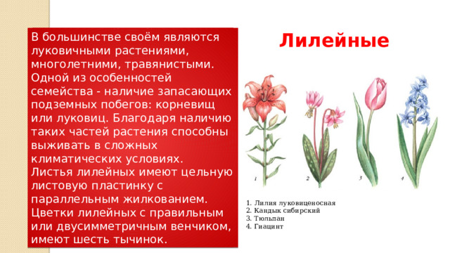 Лилейные В большинстве своём являются луковичными растениями, многолетними, травянистыми. Одной из особенностей семейства - наличие запасающих подземных побегов: корневищ или луковиц. Благодаря наличию таких частей растения способны выживать в сложных климатических условиях. Листья лилейных имеют цельную листовую пластинку с параллельным жилкованием. Цветки лилейных с правильным или двусимметричным венчиком, имеют шесть тычинок. 1.  Лилия луковиценосная 2. Кандык сибирский 3. Тюльпан 4. Гиацинт 