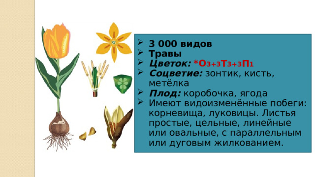 3 000 видов Травы Цветок:  *О 3+3 Т 3+3 П 1 Соцветие: зонтик, кисть, метёлка Плод: коробочка, ягода Имеют видоизменённые побеги: корневища, луковицы. Листья простые, цельные, линейные или овальные, с параллельным или дуговым жилкованием. 