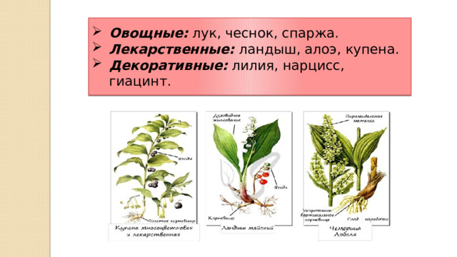 Овощные: лук, чеснок, спаржа. Лекарственные: ландыш, алоэ, купена. Декоративные: лилия, нарцисс, гиацинт. 