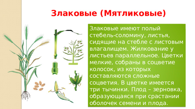 Злаковые (Мятликовые) Злаковые имеют полый стебель-соломину, листья, сидящие на стебле с листовым влагалищем. Жилкование у листьев параллельное. Цветки мелкие, собраны в соцветие колосок, из которых составляются сложные соцветия. В цветке имеется три тычинки. Плод – зерновка, образующаяся при срастании оболочек семени и плода. 