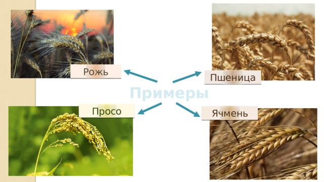 Рожь Пшеница Примеры Просо Ячмень 