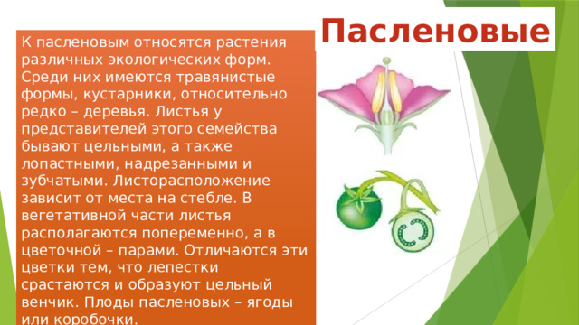 Пасленовые К пасленовым относятся растения различных экологических форм. Среди них имеются травянистые формы, кустарники, относительно редко – деревья. Листья у представителей этого семейства бывают цельными, а также лопастными, надрезанными и зубчатыми. Листорасположение зависит от места на стебле. В вегетативной части листья располагаются попеременно, а в цветочной – парами. Отличаются эти цветки тем, что лепестки срастаются и образуют цельный венчик. Плоды пасленовых – ягоды или коробочки. 