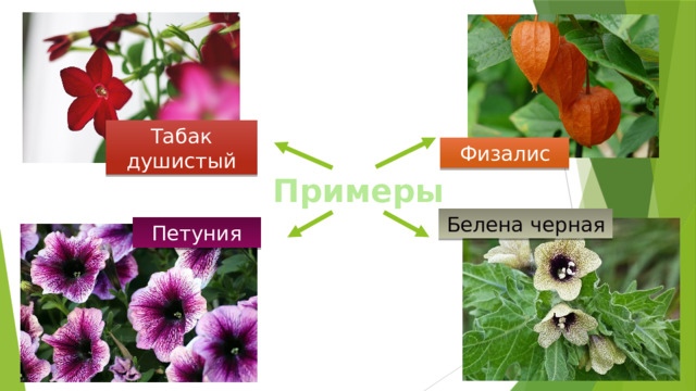 Табак душистый Физалис Примеры Белена черная Петуния 