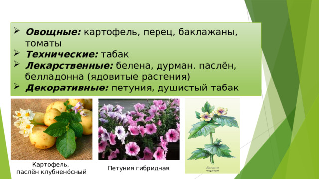 Овощные: картофель, перец, баклажаны, томаты Технические: табак Лекарственные: белена, дурман. паслён, белладонна (ядовитые растения) Декоративные: петуния, душистый табак Картофель, паслён клубнено́сный Петуния гибридная 