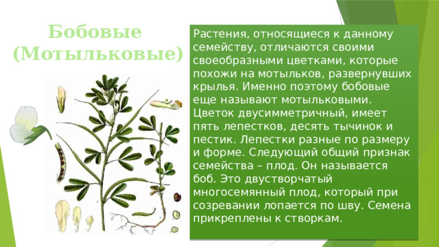 Бобовые (Мотыльковые) Растения, относящиеся к данному семейству, отличаются своими своеобразными цветками, которые похожи на мотыльков, развернувших крылья. Именно поэтому бобовые еще называют мотыльковыми. Цветок двусимметричный, имеет пять лепестков, десять тычинок и пестик. Лепестки разные по размеру и форме. Следующий общий признак семейства – плод. Он называется боб. Это двустворчатый многосемянный плод, который при созревании лопается по шву. Семена прикреплены к створкам. 