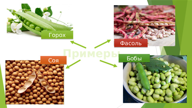 Горох Фасоль Примеры Бобы Соя 