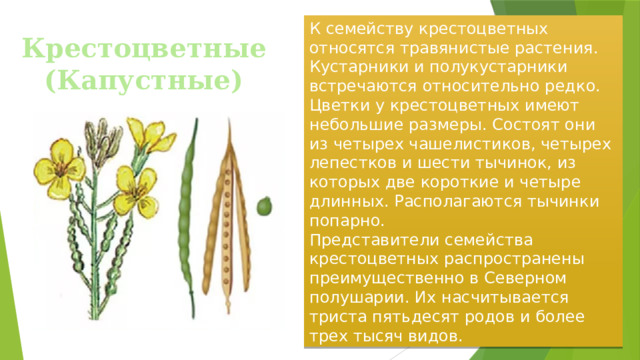 К семейству крестоцветных относятся травянистые растения. Кустарники и полукустарники встречаются относительно редко. Цветки у крестоцветных имеют небольшие размеры. Состоят они из четырех чашелистиков, четырех лепестков и шести тычинок, из которых две короткие и четыре длинных. Располагаются тычинки попарно. Представители семейства крестоцветных распространены преимущественно в Северном полушарии. Их насчитывается триста пятьдесят родов и более трех тысяч видов. Крестоцветные (Капустные) 