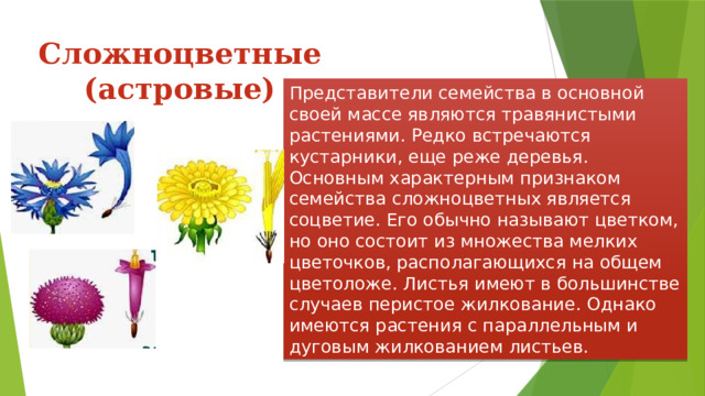 Сложноцветные (астровые) Представители семейства в основной своей массе являются травянистыми растениями. Редко встречаются кустарники, еще реже деревья. Основным характерным признаком семейства сложноцветных является соцветие. Его обычно называют цветком, но оно состоит из множества мелких цветочков, располагающихся на общем цветоложе. Листья имеют в большинстве случаев перистое жилкование. Однако имеются растения с параллельным и дуговым жилкованием листьев. 