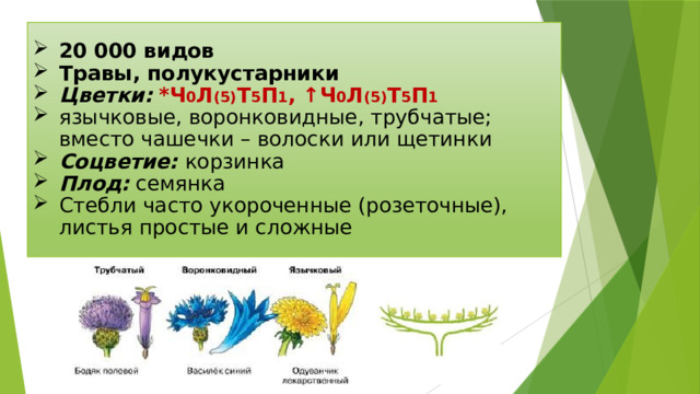 20 000 видов Травы, полукустарники Цветки:  *Ч 0 Л (5) Т 5 П 1 , ↑Ч 0 Л (5) Т 5 П 1 язычковые, воронковидные, трубчатые; вместо чашечки – волоски или щетинки Соцветие: корзинка Плод: семянка Стебли часто укороченные (розеточные), листья простые и сложные 
