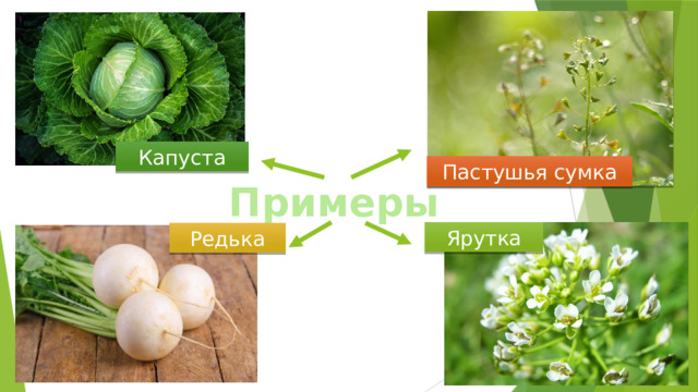 Капуста Пастушья сумка Примеры Ярутка Редька 
