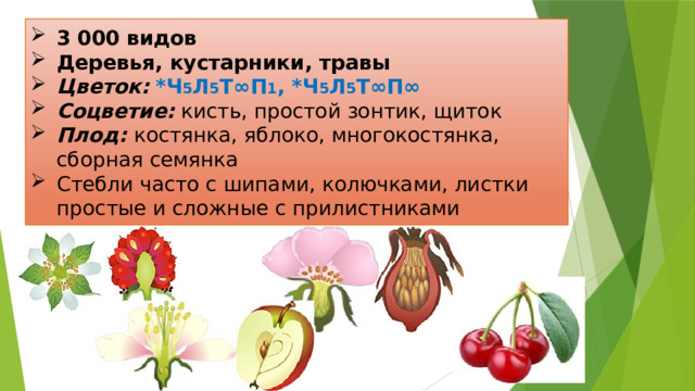 3 000 видов Деревья, кустарники, травы Цветок:  *Ч 5 Л 5 Т∞П 1 , *Ч 5 Л 5 Т∞П∞ Соцветие: кисть, простой зонтик, щиток Плод: костянка, яблоко, многокостянка, сборная семянка Стебли часто с шипами, колючками, листки простые и сложные с прилистниками 