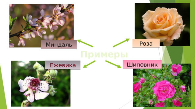Роза Миндаль Примеры Шиповник Ежевика 