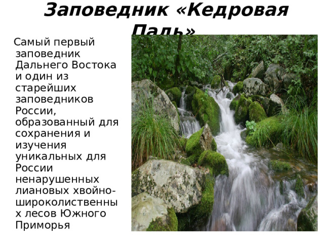 Заповедник «Кедровая Падь»   Самый первый заповедник Дальнего Востока и один из старейших заповедников России, образованный для сохранения и изучения уникальных для России ненарушенных лиановых хвойно-широколиственных лесов Южного Приморья  