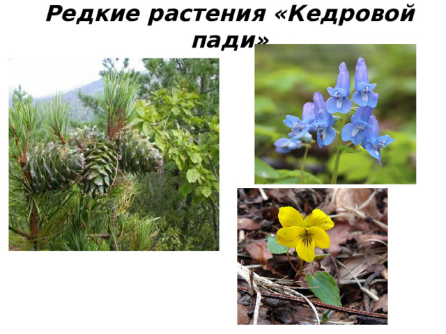 Редкие растения «Кедровой пади» 