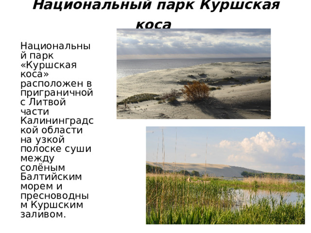 Национальный парк Куршская коса   Национальный парк «Куршская коса» расположен в приграничной с Литвой части Калининградской области на узкой полоске суши между солёным Балтийским морем и пресноводным Куршским заливом. 