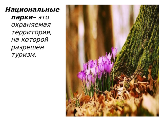 Национальные парки – это охраняемая территория, на которой разрешён туризм.  