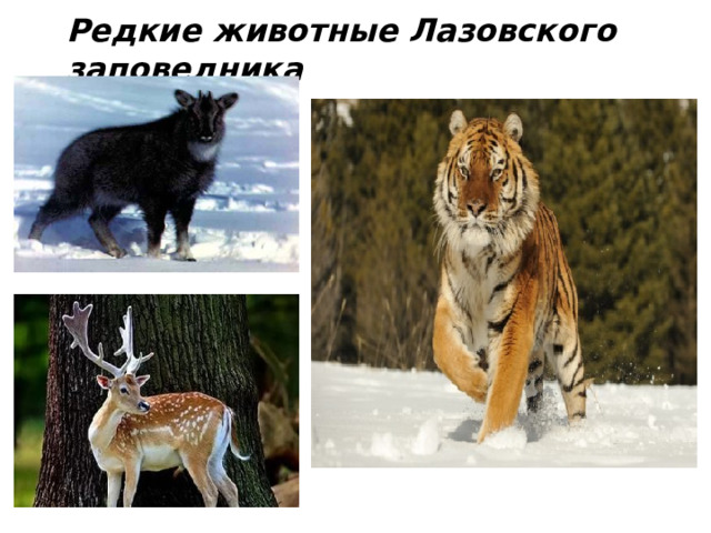 Редкие животные Лазовского заповедника 