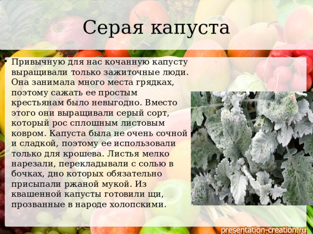 Серая капуста Привычную для нас кочанную капусту выращивали только зажиточные люди. Она занимала много места грядках, поэтому сажать ее простым крестьянам было невыгодно. Вместо этого они выращивали серый сорт, который рос сплошным листовым ковром. Капуста была не очень сочной и сладкой, поэтому ее использовали только для крошева. Листья мелко нарезали, перекладывали с солью в бочках, дно которых обязательно присыпали ржаной мукой. Из квашенной капусты готовили щи, прозванные в народе холопскими.   