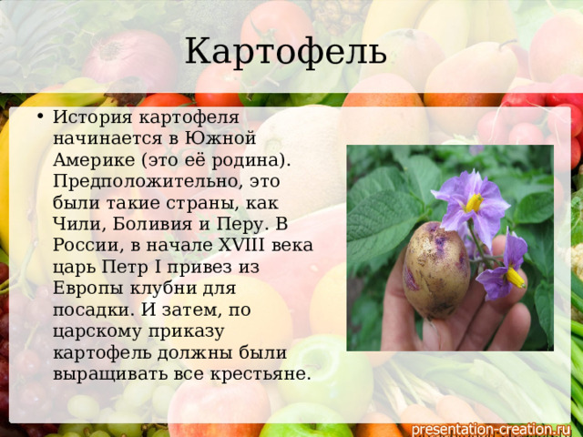 Картофель  История картофеля начинается в Южной Америке (это её родина). Предположительно, это были такие страны, как Чили, Боливия и Перу. В России, в начале XVIII века царь Петр I привез из Европы клубни для посадки. И затем, по царскому приказу картофель должны были выращивать все крестьяне. 