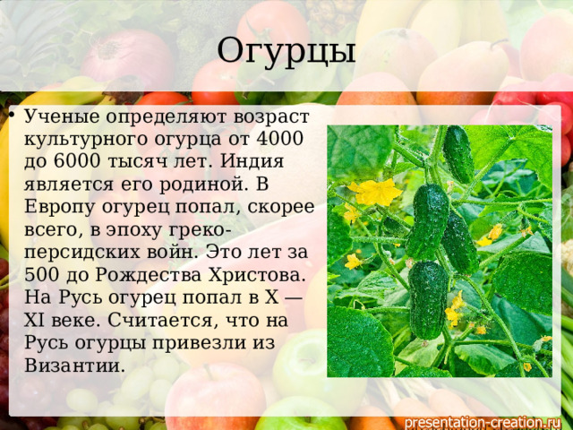 Огурцы Ученые определяют возраст культурного огурца от 4000 до 6000 тысяч лет. Индия является его родиной. В Европу огурец попал, скорее всего, в эпоху греко-персидских войн. Это лет за 500 до Рождества Христова. На Русь огурец попал в X — XI веке. Считается, что на Русь огурцы привезли из Византии. 
