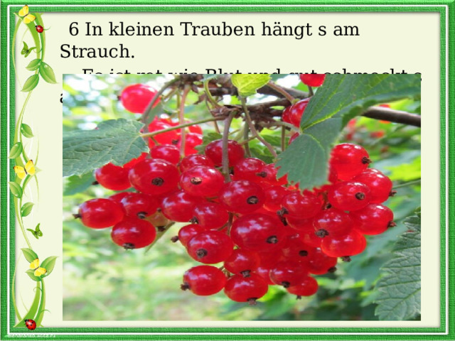  6 In kleinen Trauben hängt s am Strauch.  Es ist rot wie Blut und gut schmeckt s auch. 