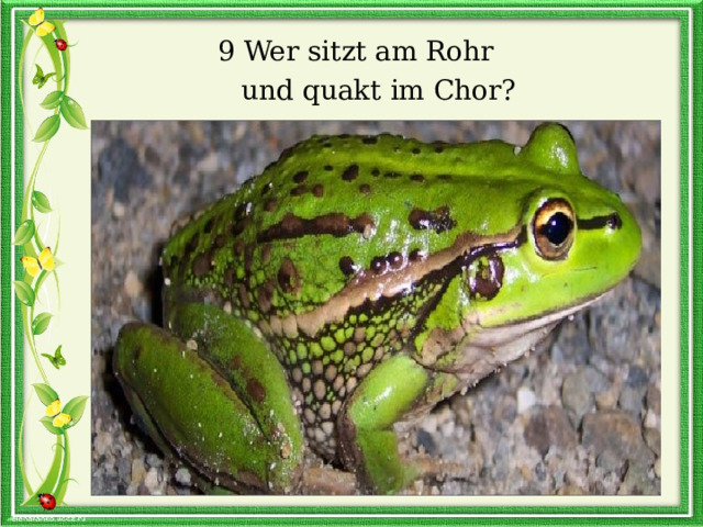  9 Wer sitzt am Rohr  und quakt im Chor? 
