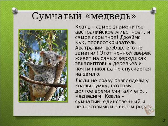 Сумчатый «медведь» Коала – самое знаменитое австралийское животное… и самое скрытное! Джеймс Кук, первооткрыватель Австралии, вообще его не заметил! Этот ночной зверек живет на самых верхушках эвкалиптовых деревьев и почти никогда не спускается на землю. Люди не сразу разглядели у коалы сумку, поэтому долгое время считали его… медведем! Коала – сумчатый, единственный и неповторимый в своем роде!  