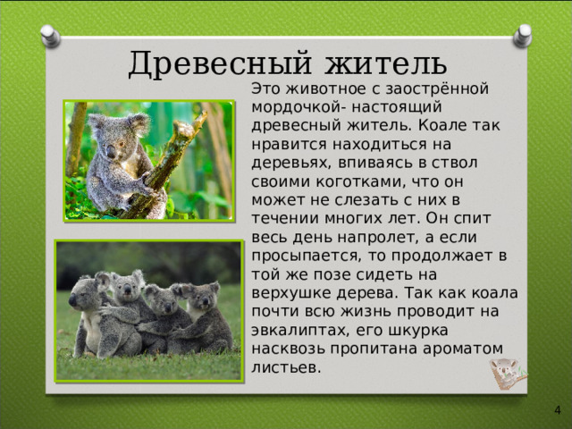 Древесный житель Это животное с заострённой мордочкой- настоящий древесный житель. Коале так нравится находиться на деревьях, впиваясь в ствол своими коготками, что он может не слезать с них в течении многих лет. Он спит весь день напролет, а если просыпается, то продолжает в той же позе сидеть на верхушке дерева. Так как коала почти всю жизнь проводит на эвкалиптах, его шкурка насквозь пропитана ароматом листьев.   