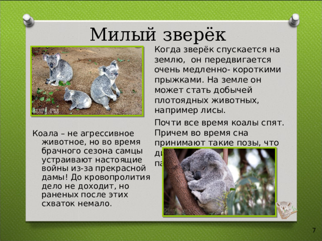 Милый зверёк Когда зверёк спускается на землю, он передвигается очень медленно- короткими прыжками. На земле он может стать добычей плотоядных животных, например лисы. Почти все время коалы спят. Причем во время сна принимают такие позы, что диву даёшься, как они не падают вниз! Коала – не агрессивное животное, но во время брачного сезона самцы устраивают настоящие войны из-за прекрасной дамы! До кровопролития дело не доходит, но раненых после этих схваток немало.  
