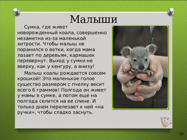 Малыши Сумка, где живет новорожденный коала, совершенно незаметна из-за маленькой хитрости. Чтобы малыш не поранился о ветки, когда мама лазает по деревьям, кармашек перевернут. Выход у сумки не вверху, как у кенгуру, а внизу! Малыш коалы рождается совсем крошкой! Это маленькое голое существо размером с пчелку весит всего 6 граммов! Полгода он живет у мамы в сумке, а потом еще на полгода селится на ее спине. И только днем перелезает к ней «на ручки», чтобы сладко заснуть.  