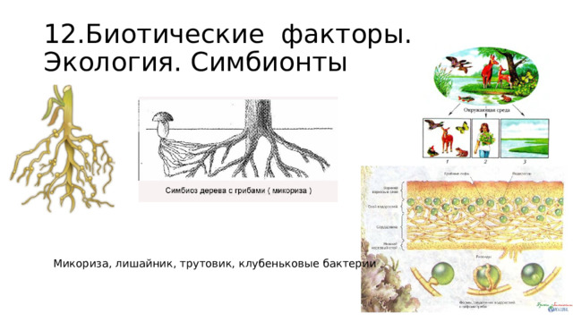 12.Биотические факторы. Экология. Симбионты Микориза, лишайник, трутовик, клубеньковые бактерии 