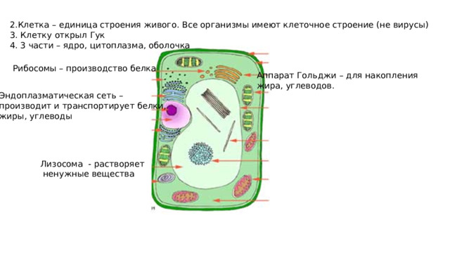 2.Клетка – единица строения живого. Все организмы имеют клеточное строение (не вирусы) 3. Клетку открыл Гук 4. 3 части – ядро, цитоплазма, оболочка Рибосомы – производство белка Аппарат Гольджи – для накопления жира, углеводов. Эндоплазматическая сеть – производит и транспортирует белки, жиры, углеводы Лизосома - растворяет  ненужные вещества 