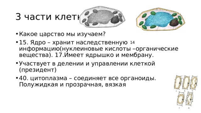 3 части клетки Какое царство мы изучаем? 15. Ядро – хранит наследственную информацию(нуклеиновые кислоты –органические вещества). 17.Имеет ядрышко и мембрану. Участвует в делении и управлении клеткой (президент) 40. цитоплазма – соединяет все органоиды. Полужидкая и прозрачная, вязкая 14 