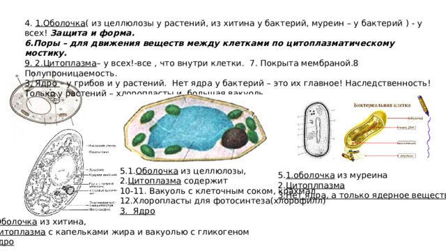 4. 1.Оболочка ( из целлюлозы у растений, из хитина у бактерий, муреин – у бактерий ) - у всех! Защита и форма. 6.Поры – для движения веществ между клетками по цитоплазматическому мостику. 9. 2.Цитоплазма – у всех!-все , что внутри клетки. 7. Покрыта мембраной.8 Полупроницаемость. 3. Ядро – у грибов и у растений. Нет ядра у бактерий – это их главное! Наследственность! Только у растений – хлоропласты и большая вакуоль 5.1. Оболочка из целлюлозы, 2. Цитоплазма содержит 10-11. Вакуоль с клеточным соком, крахмал 12.Хлоропласты для фотосинтеза(хлорофилл) 3. Ядро 5. 1.оболочка из муреина 2. Цитоплпазма  3.Нет ядра, а только ядерное вещество , 5. 1Оболочка из хитина,  2. Цитоплазма с капельками жира и вакуолью с гликогеном 3. Ядро 
