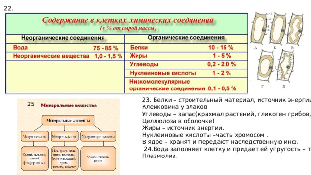 22. 23. Белки – строительный материал, источник энергии Клейковина у злаков Углеводы – запас(крахмал растений, гликоген грибов, Целлюлоза в оболочке) Жиры – источник энергии. Нуклеиновые кислоты –часть хромосом . В ядре – хранят и передают наследственную инф.  24.Вода заполняет клетку и придает ей упругость – тургор Плазмолиз. 25 