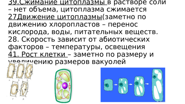 39.Сжимание цитоплазмы в растворе соли – нет объема, цитоплазма сжимается  27Движение цитоплазмы (заметно по движению хлоропластов – перенос кислорода, воды, питательных веществ. 28. Скорость зависит от абиотических факторов – температуры, освещения  41. Рост клетки – заметно по размеру и увеличению размеров вакуолей 