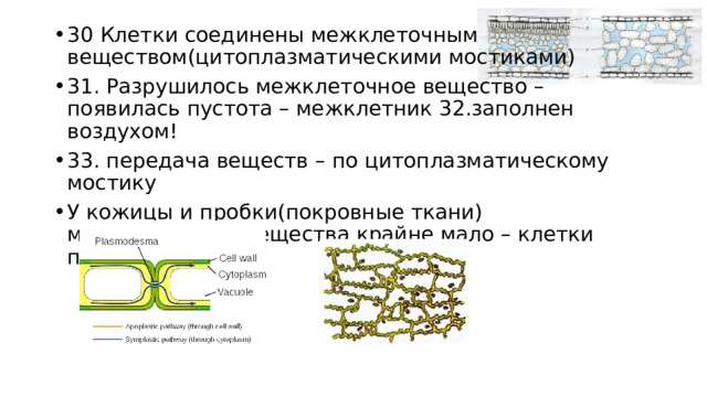 30 Клетки соединены межклеточным веществом(цитоплазматическими мостиками) 31. Разрушилось межклеточное вещество – появилась пустота – межклетник 32.заполнен воздухом! 33. передача веществ – по цитоплазматическому мостику У кожицы и пробки(покровные ткани) межклеточного вещества крайне мало – клетки прижатые 