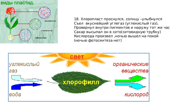 18. Хлоропласт проснулся, солнцу –улыбнулся Съел вкуснейший углегаз (углекислый газ), Провернул внутри пигментов и наружу тот же час Сахар высыпал он в сито(ситовидную трубку) Кислорода произвел ,ночью вышел на покой (ночью фотосинтеза нет) 