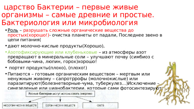  царство Бактерии – первые живые  организмы – самые древние и простые. Бактериология или микробиология Роль – разрушать сложные органические вещества до простых(хорошо!) - очистка планеты от падали, Последнее звено в цепи питания( дают молочно-кислые продукты(Хорошо), Азотофиксирующие или клубеньковые – из атмосферы азот превращают в минеральные соли – улучшают почву (симбиоз с бобовыми-чина, люпин, горох)хорошо!  портят продукты(плохо), (плохо!) Питаются – готовым органическим веществом – мертвым или ненужным живому – сапротррофы (молочнокислые) или паразитируют(болезнетворные-чума, туберкулез…)Исключение – синезеленые или цианобактерии, которые сами фотосинтезируют. Они первые выделили кислород на Земле. 