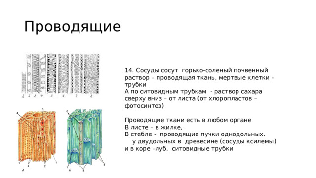 Проводящие 14. Сосуды сосут горько-соленый почвенный раствор – проводящая ткань, мертвые клетки -трубки А по ситовидным трубкам - раствор сахара сверху вниз – от листа (от хлоропластов – фотосинтез) Проводящие ткани есть в любом органе В листе – в жилке, В стебле - проводящие пучки однодольных.  у двудольных в древесине (сосуды ксилемы) и в коре –луб, ситовидные трубки 
