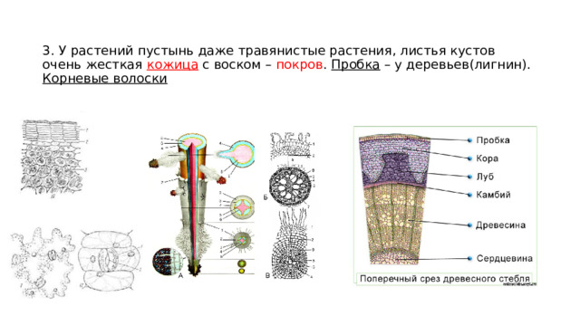 3. У растений пустынь даже травянистые растения, листья кустов очень жесткая кожица с воском – покров . Пробка – у деревьев(лигнин).  Корневые волоски   