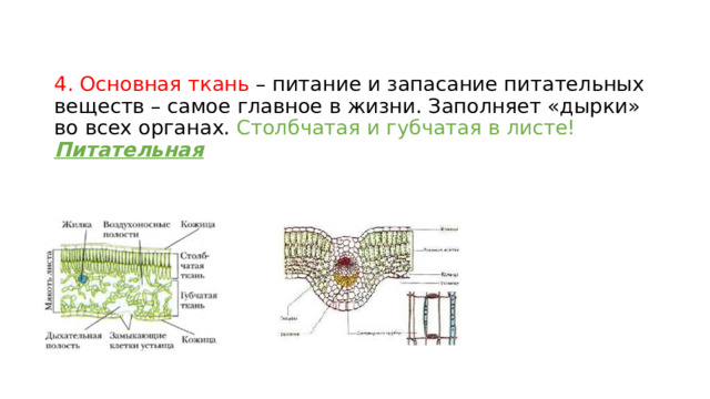 4. Основная ткань – питание и запасание питательных веществ – самое главное в жизни. Заполняет «дырки» во всех органах. Столбчатая и губчатая в листе! Питательная   