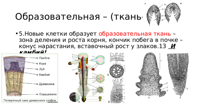 Образовательная – (ткань-мама) 5.Новые клетки образует образовательная ткань – зона деления и роста корня, кончик побега в почке – конус нарастания, вставочный рост у злаков.13 И камбий! 