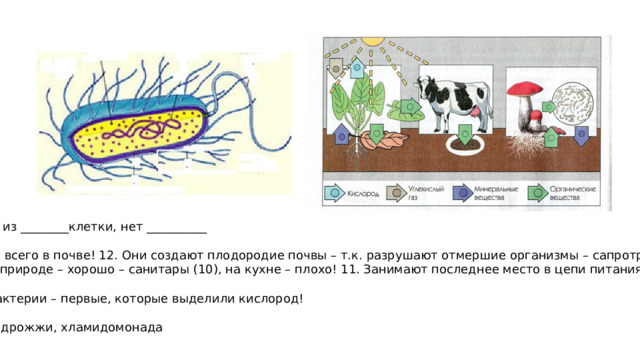 2. Состоят из ________клетки, нет __________ 4. Больше всего в почве! 12. Они создают плодородие почвы – т.к. разрушают отмершие организмы – сапротрофы, гниение в природе – хорошо – санитары (10), на кухне – плохо! 11. Занимают последнее место в цепи питания -разрушители 5. Цианобактерии – первые, которые выделили кислород! Бактерии, дрожжи, хламидомонада 